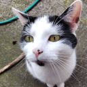 starcollectorsilas avatar