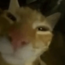 starconstruction avatar