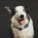 starcrossedau avatar