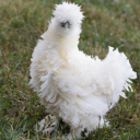 stardew-chicken avatar