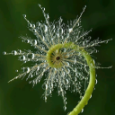 stardust-sterrenstof avatar