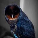 stardust-traveller avatar