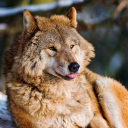 starless-dream avatar