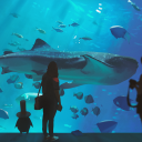 starlight-matrix avatar