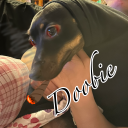 starlight-system avatar