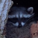 stealyraccoonpaws avatar