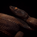 steelcutsorcery avatar