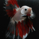 steelthebetta avatar