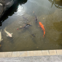 steelyblacksnow avatar