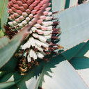 stellaberkofsky avatar