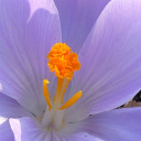 stellasofiakummer avatar