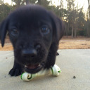 sterlingwildwolf avatar