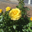 stevenmonster avatar