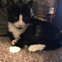 stevescats avatar