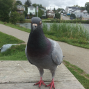 stevethepigeongod avatar