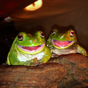 stickyfrogs avatar