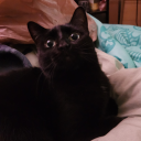 stillnotyoursenpai avatar