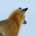 stimmy-mellofi avatar