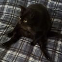 stitchologist avatar