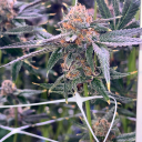 stonedragon5301 avatar