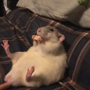 strange-occurrences-library avatar