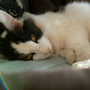 strangekittiemon avatar