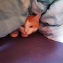 strangelittlefella avatar