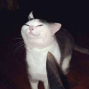 strangelittlerat avatar