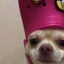 strawberry-flavoredcoochie avatar