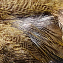 strawberryarcher avatar