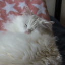 strawberrycats avatar