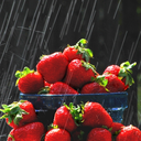 strawberryrain avatar