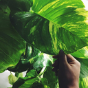 strawberrysandcreme avatar