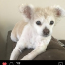 strawberrysteroid avatar