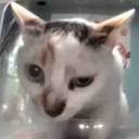 streetcattournament avatar