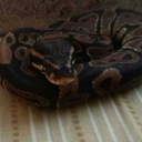 stringbeantheballpython avatar