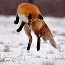 studyfoxes-blog avatar