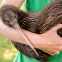 studyinglauren avatar