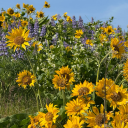 stumblingwolf avatar