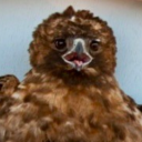 stupidlychaotic avatar