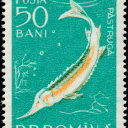 sturgeonposting avatar