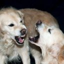 subtlesweetnessofabruisedfruit avatar