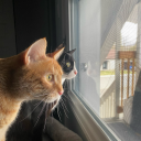 subversive-lunatic avatar