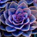 succulent-haunts avatar