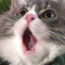 succulentears avatar