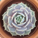 succulentsandclay avatar