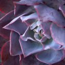 succulentsforever avatar