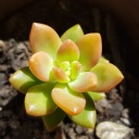 succulentsinthesun avatar