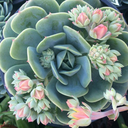 succulentsonly avatar