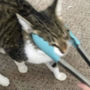 sugar-dice-and-everything-nice avatar